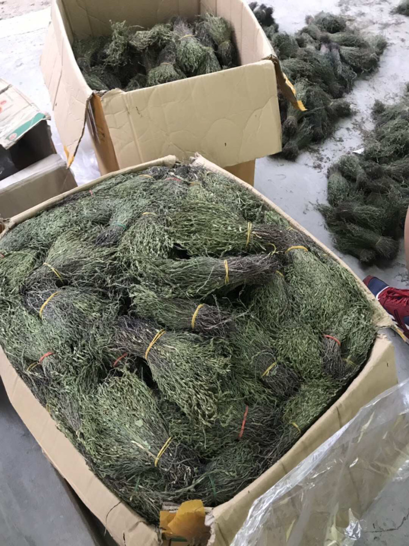 独脚金一手货源AB级有货
