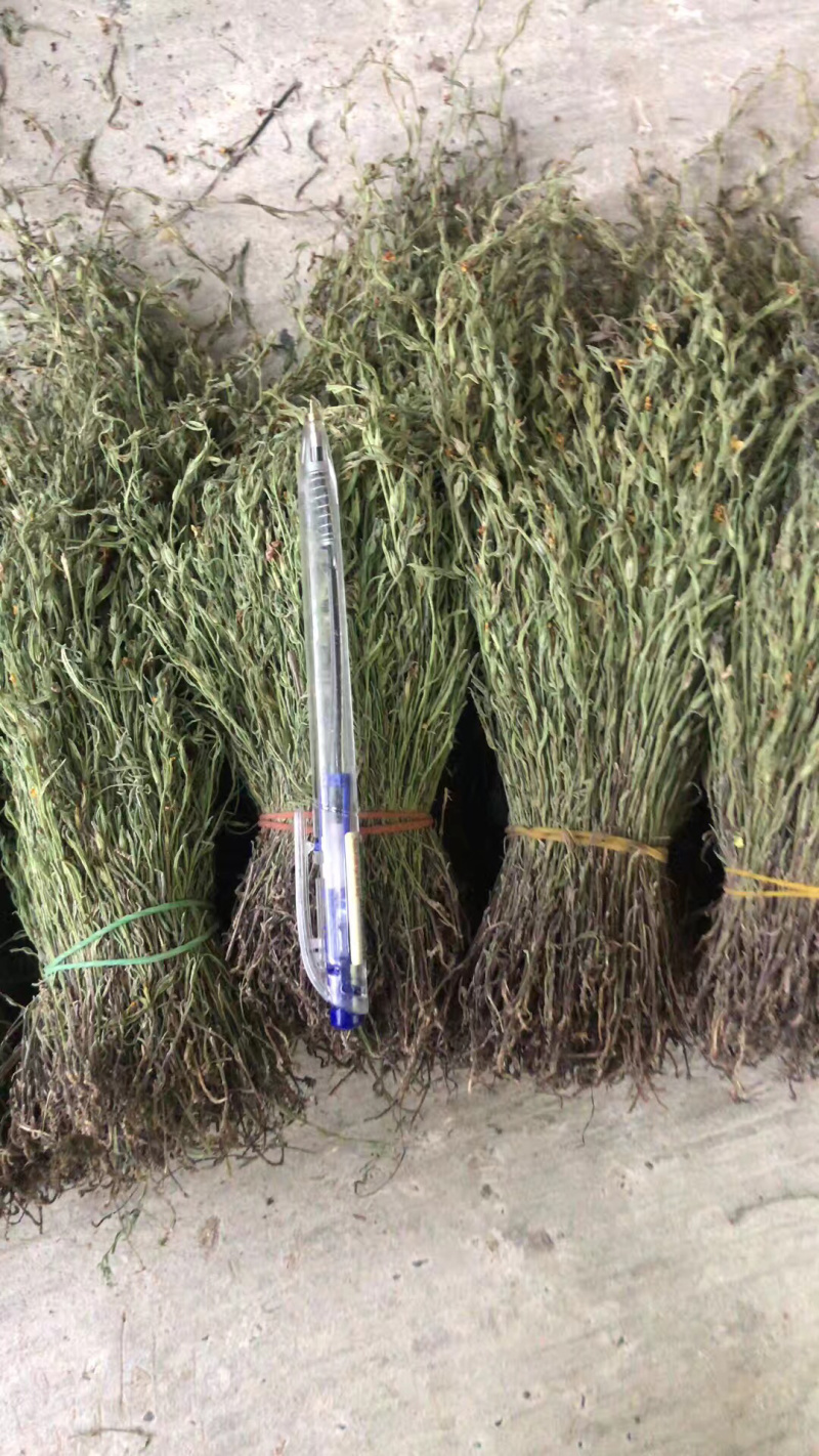 独脚金一手货源AB级有货