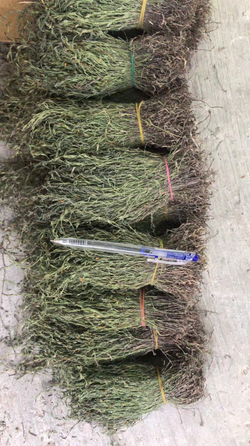 独脚金一手货源AB级有货