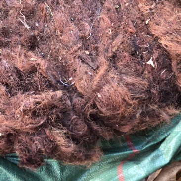 玉米须统货，机压包，散包都有