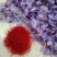 藏红花种苗，藏红花种球基地批发番红花苗价格