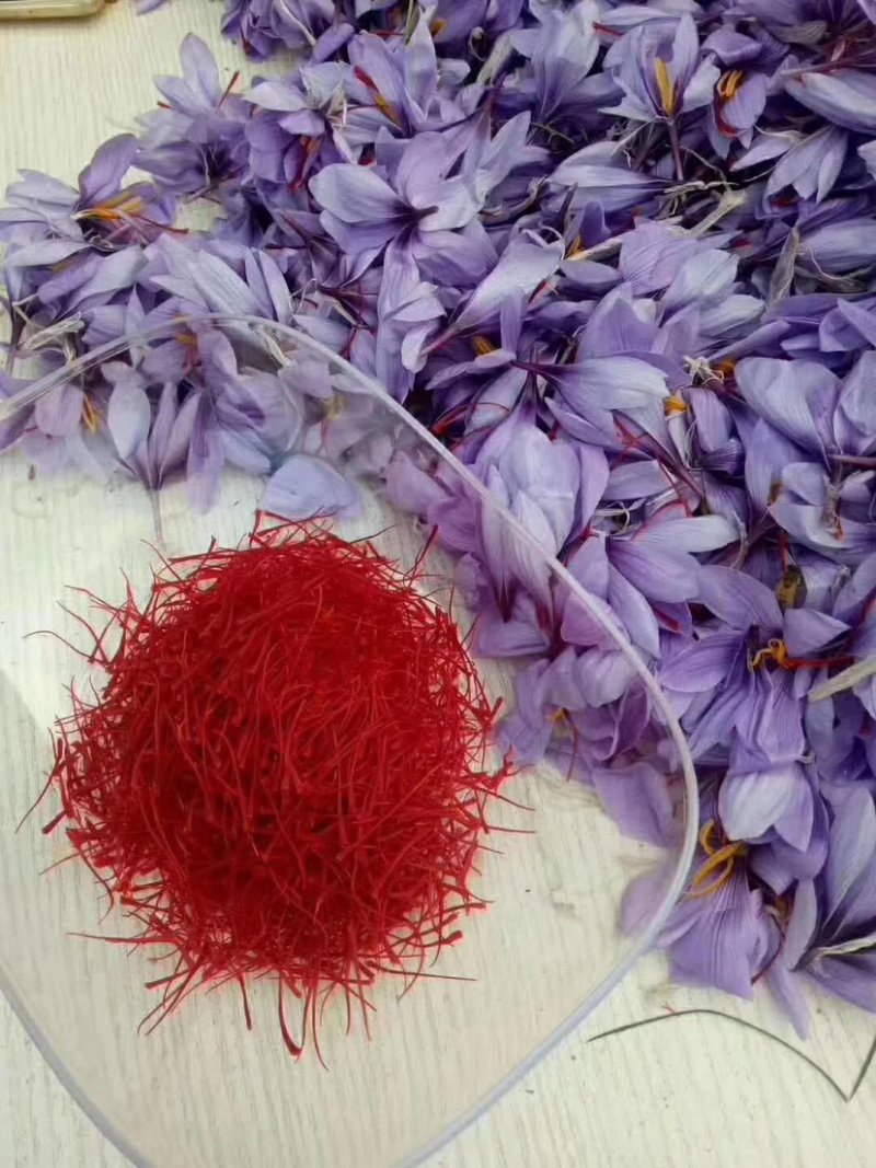 藏红花种苗，藏红花种球基地批发番红花苗价格