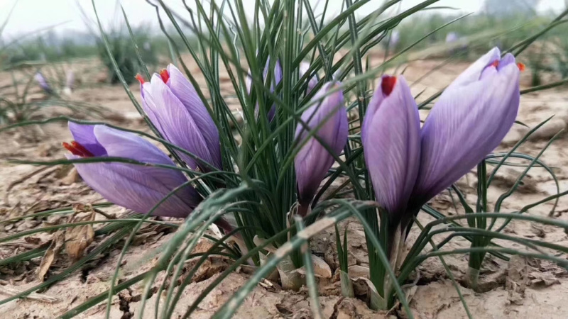 藏红花种苗，藏红花种球基地批发番红花苗价格