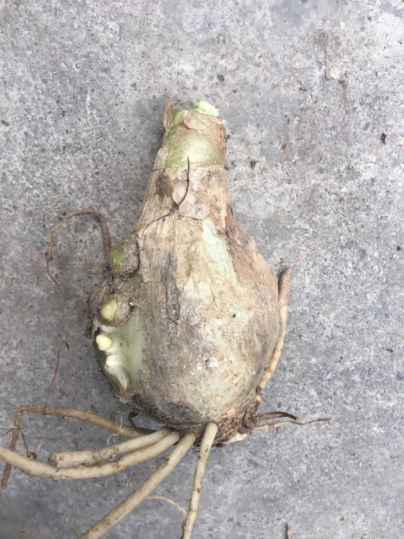 无叶虎眼万年青半价出癌症肝炎骨质增生腰椎盘突出颈椎病一斤