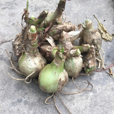 无叶虎眼万年青半价出癌症肝炎骨质增生腰椎盘突出颈椎病一斤