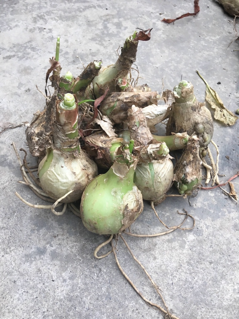 无叶虎眼万年青半价出癌症肝炎骨质增生腰椎盘突出颈椎病一斤