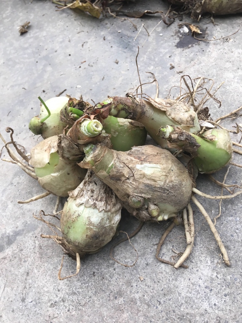 无叶虎眼万年青半价出癌症肝炎骨质增生腰椎盘突出颈椎病一斤