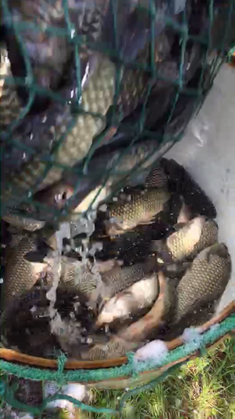 垂钓鲫鱼银鲫