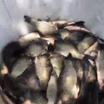 垂钓鲫鱼银鲫