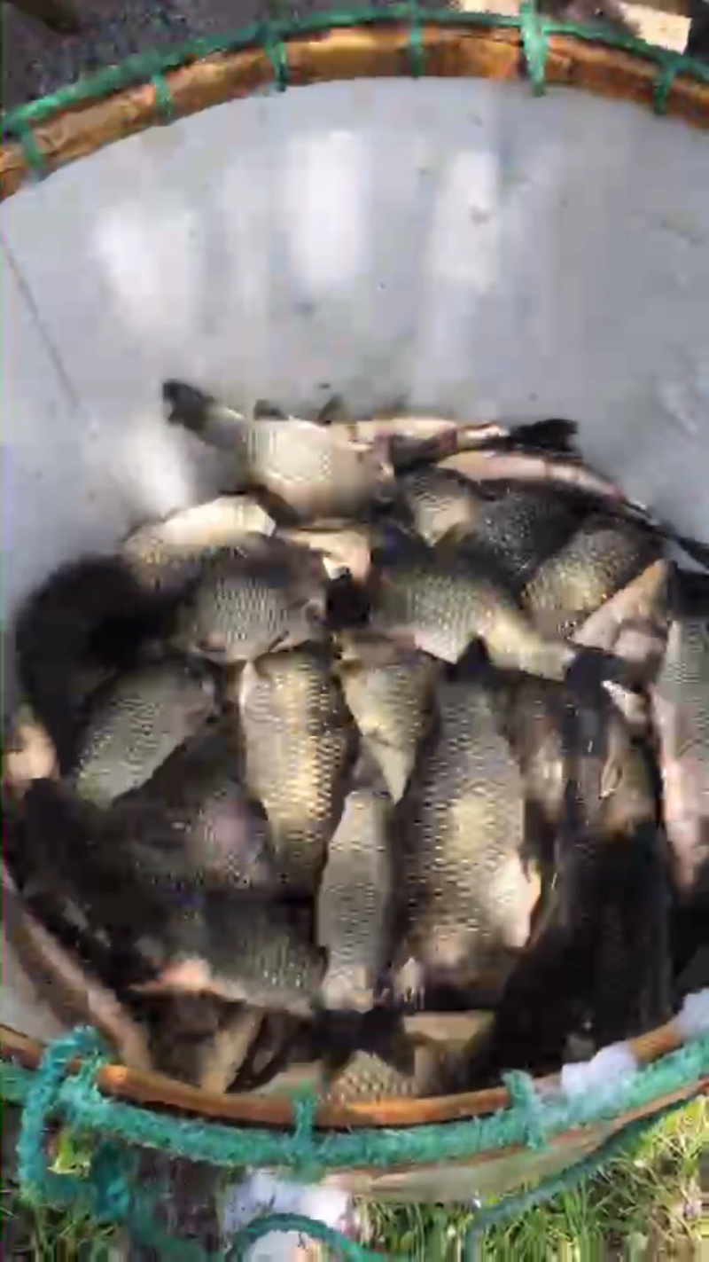 垂钓鲫鱼银鲫