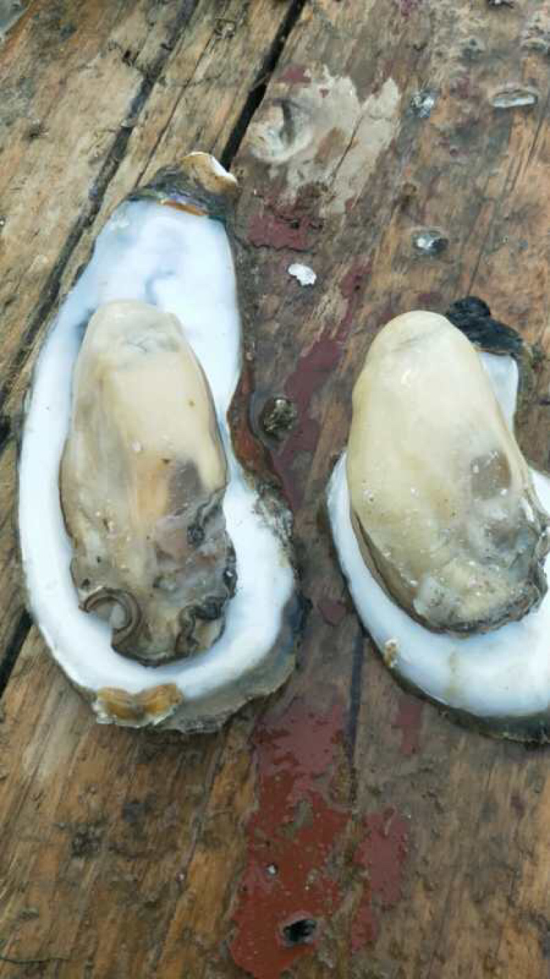 湛江生蚝（肥）