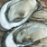 湛江生蚝（肥）