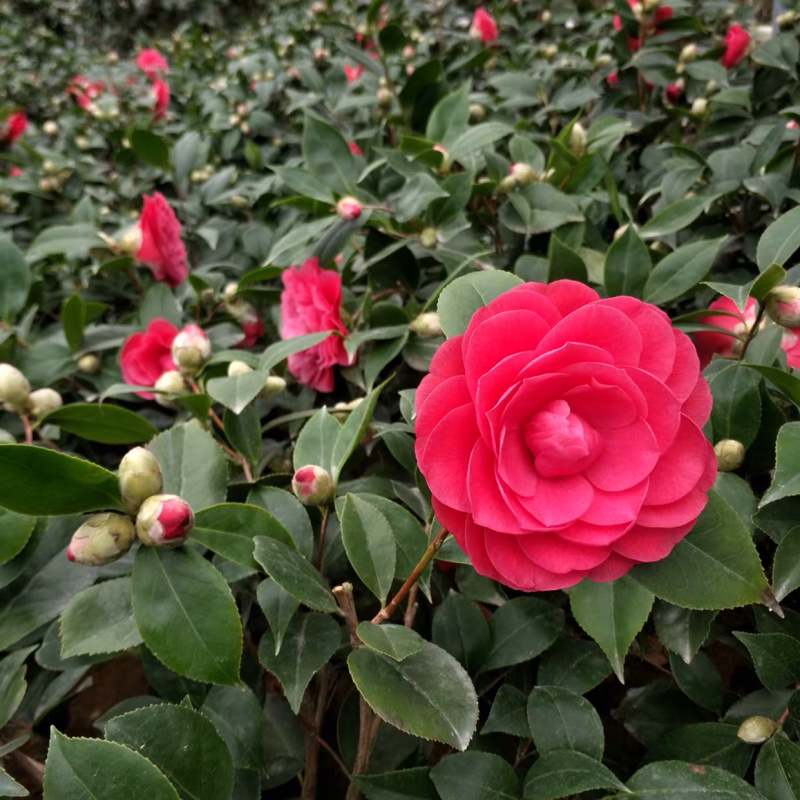 各种规格精品茶花赤丹基地直销价格实惠