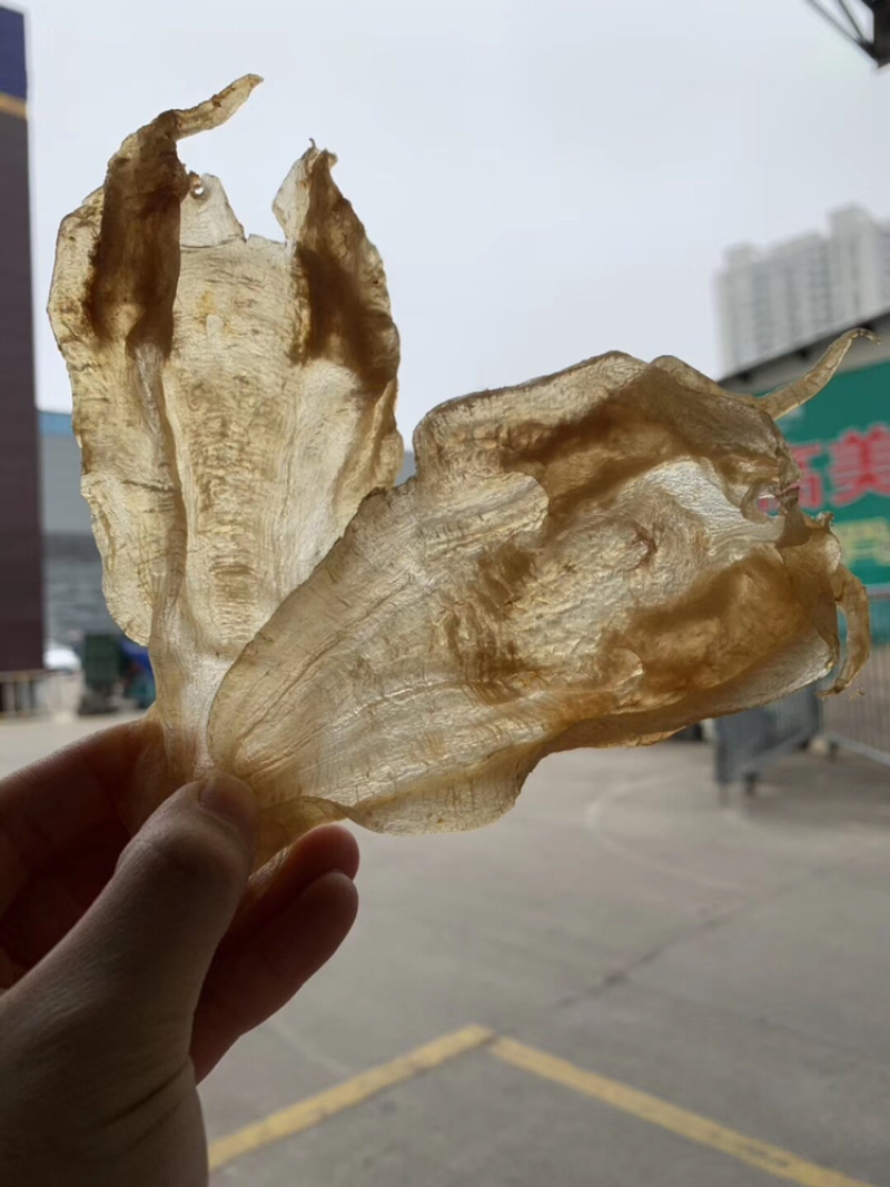 45头北海公肚鳘鱼胶深海鱼胶