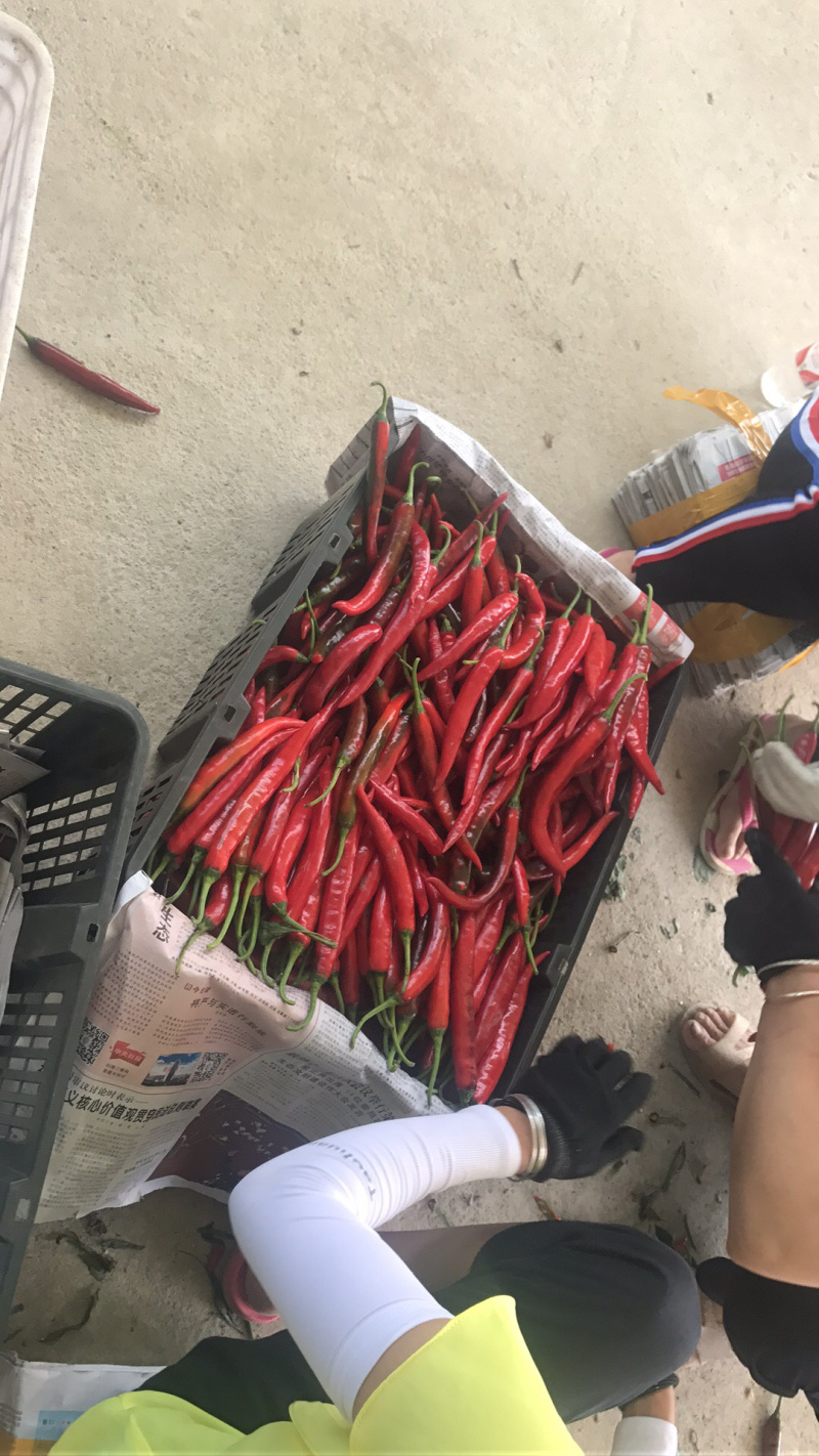 美人椒大量上市货多价美