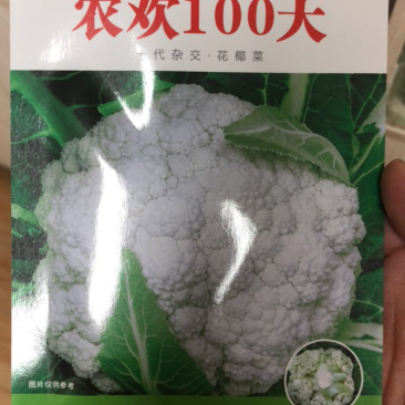 优质高产青梗松花菜种，梗青花白耐运输，小米粒