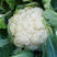 优质高产青梗松花菜种，梗青花白耐运输，小米粒