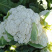 优质高产青梗松花菜种，梗青花白耐运输，小米粒