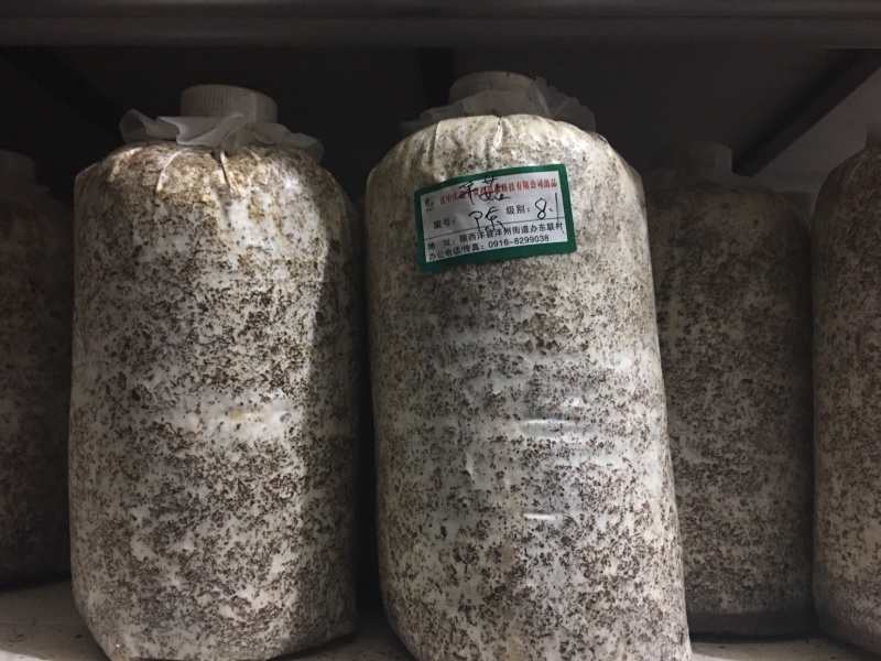 大球盖菇菌种质优价廉现货供应