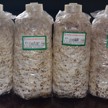 大球盖菇菌种质优价廉现货供应