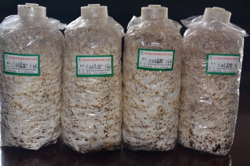 大球盖菇菌种质优价廉现货供应