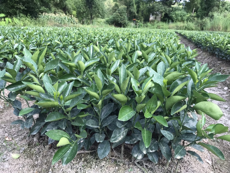 江西赣南脐橙苗纽荷尔脐橙苗血橙红肉脐橙苗果树苗赣州发货