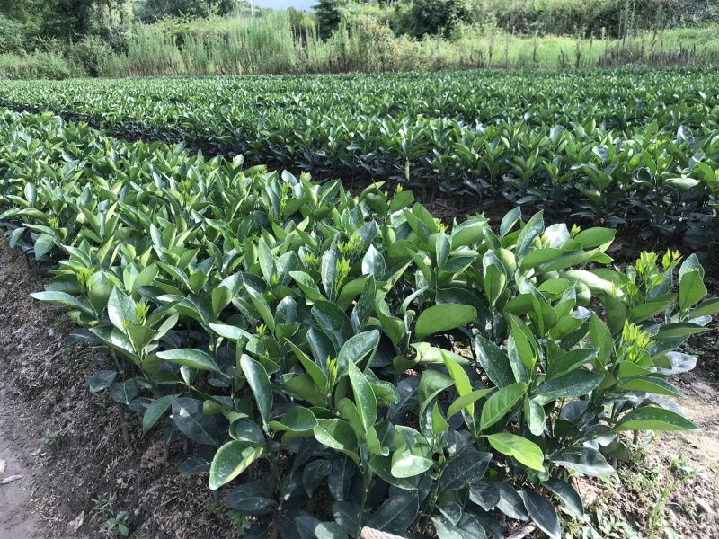 江西赣南脐橙苗纽荷尔脐橙苗血橙红肉脐橙苗果树苗赣州发货