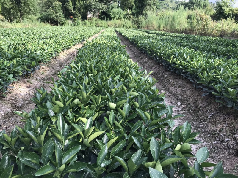 江西赣南脐橙苗纽荷尔脐橙苗血橙红肉脐橙苗果树苗赣州发货