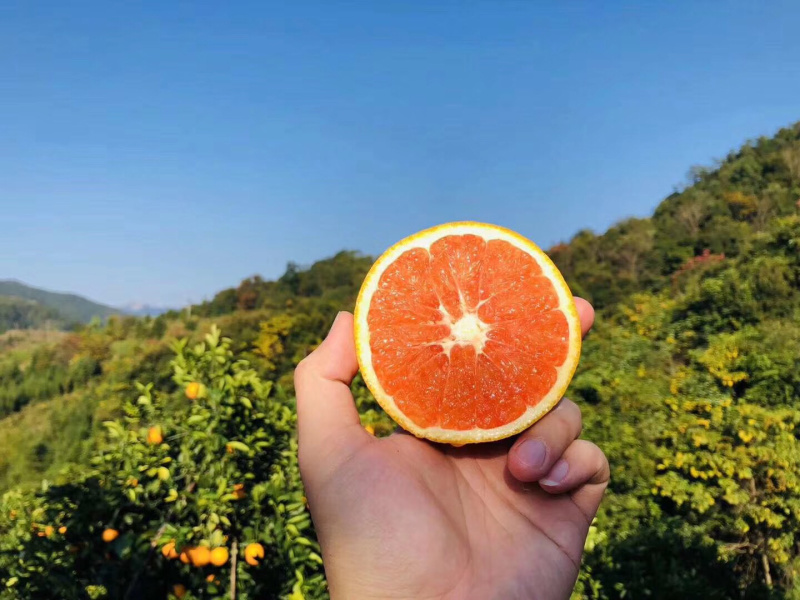 血橙苗卡拉血橙红肉脐橙苗江西赣南脐橙苗纽荷尔脐橙苗