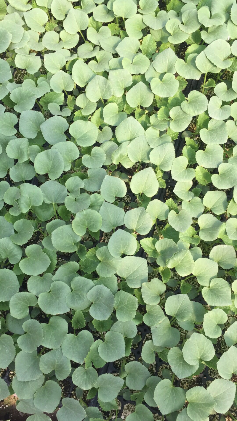 羊角蜜甜瓜苗寿光苗基地直供品种优良有保障量大从优