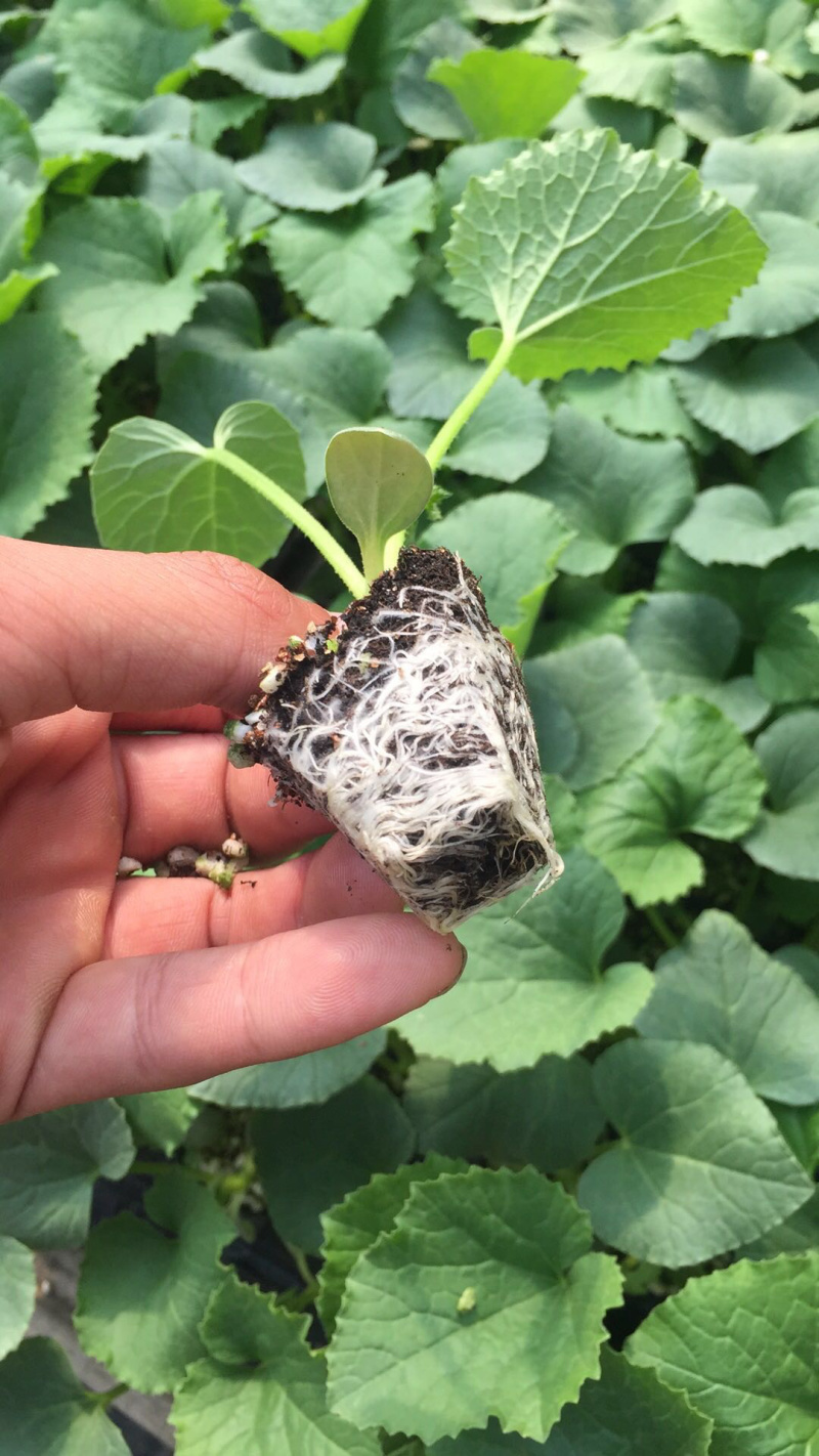 羊角蜜甜瓜苗寿光苗基地直供品种优良有保障量大从优