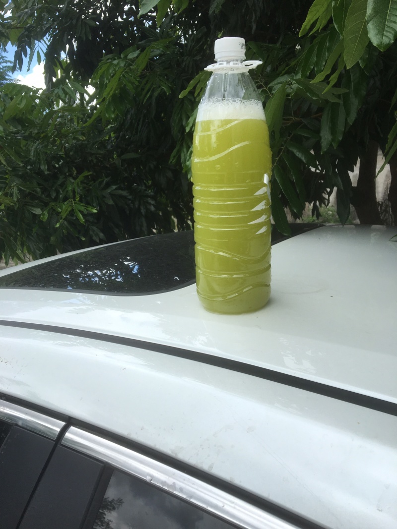 黄皮甘蔗榨汁优选水果甘蔗白甘蔗黄皮果蔗