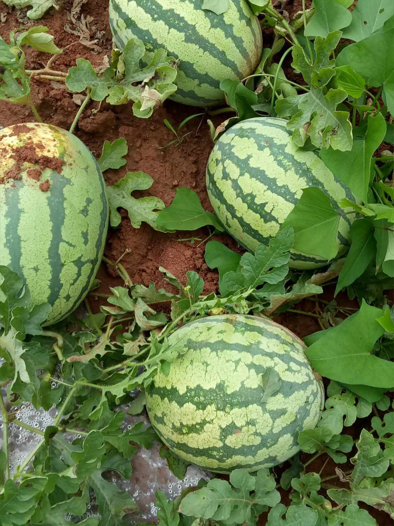 美都西瓜产地直发四川资阳2026头茬现摘西瓜欢迎致电