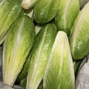 罗马生菜，包罗，罗心