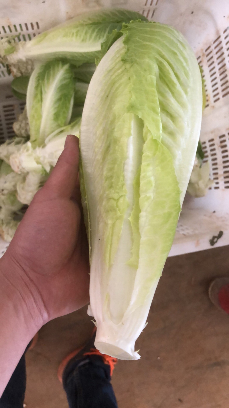 罗马生菜，包罗，罗心