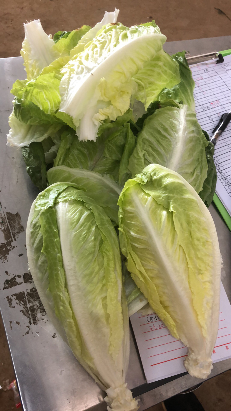 罗马生菜，包罗，罗心