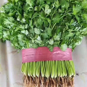 香菜