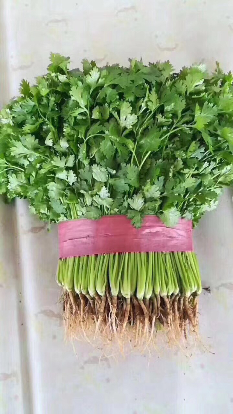 香菜