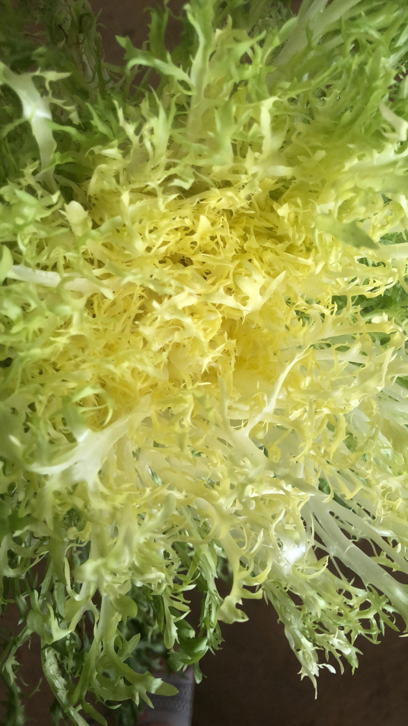 沙拉菜苦菊黄心苦菊黄苦叶黄心细叶苦巨九芽