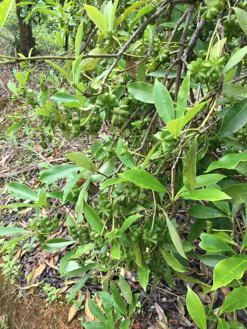 古龙精选嫁接优良品种八角苗
