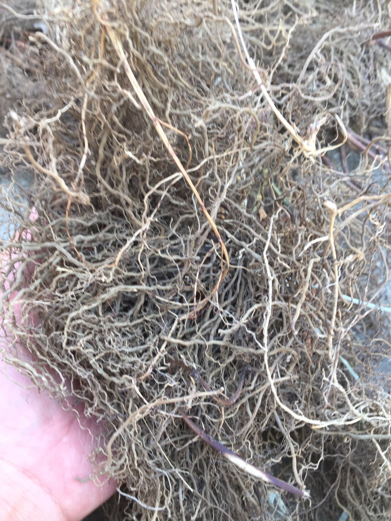 野生四块瓦，全棵晒干，净根水洗无杂都有货
