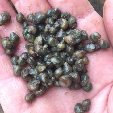0.6以下专业水蛭各种规格手工螺蛳，飘螺