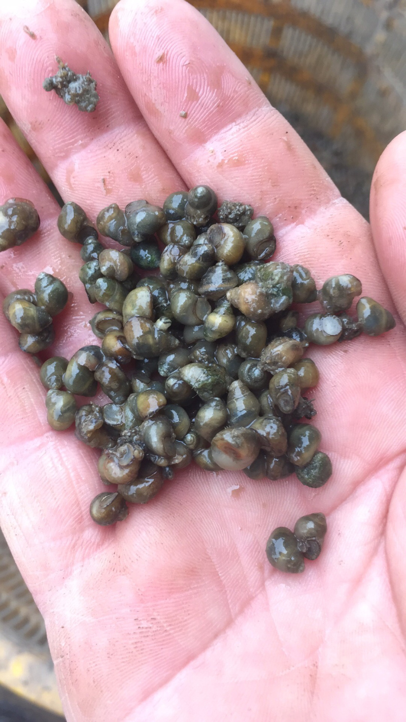 0.6以下专业水蛭各种规格手工螺蛳，飘螺