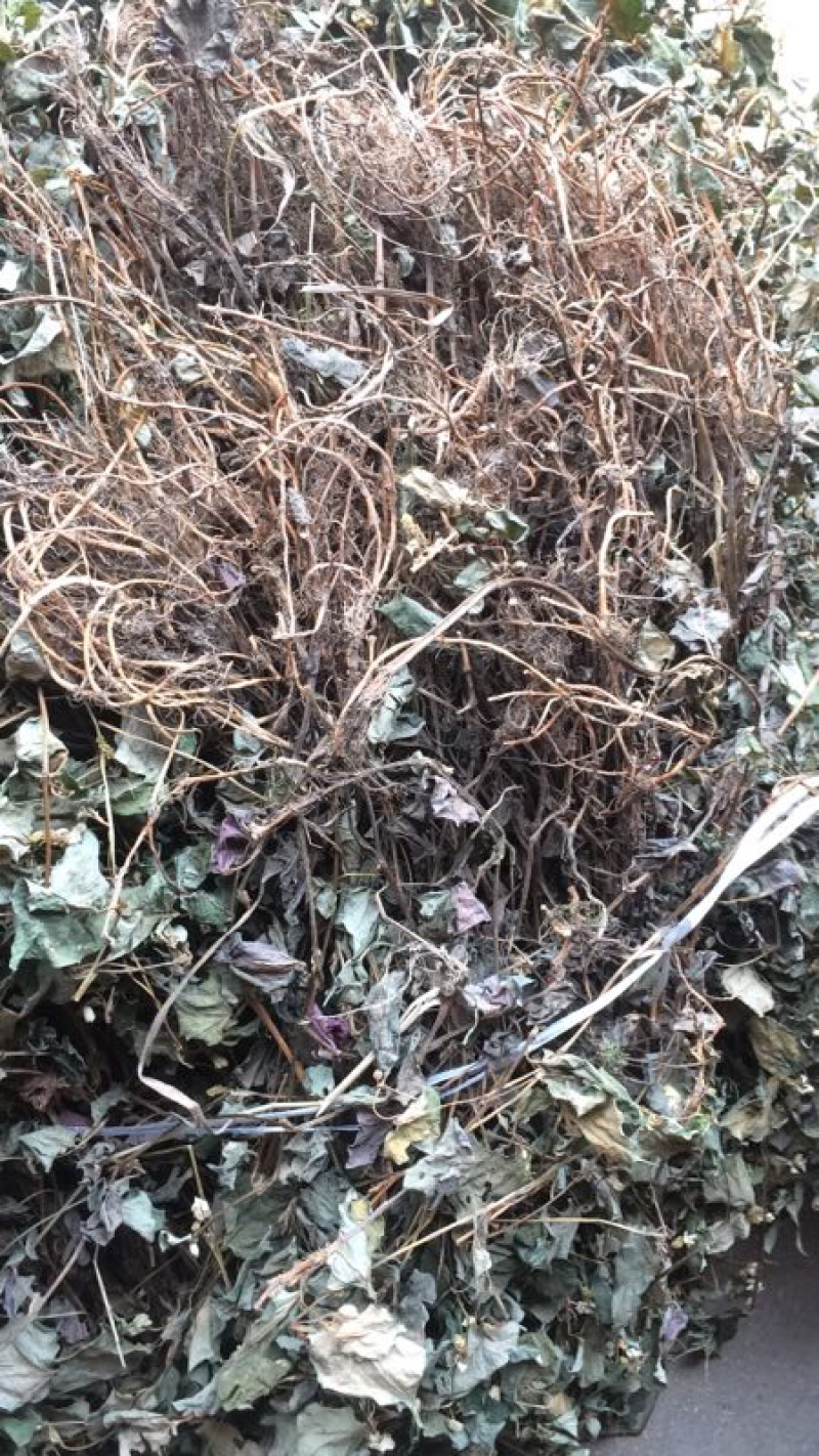 正宗大别山野生中药材虎耳草干虎耳草