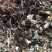 正宗大别山野生中药材虎耳草干虎耳草