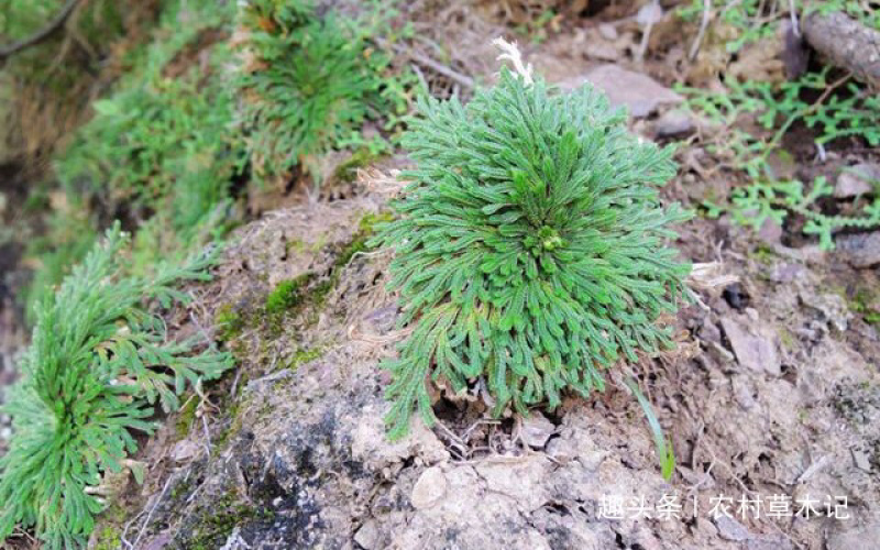 九死还魂草