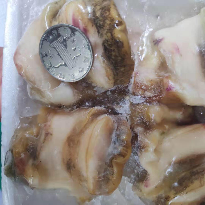 鲜冻香螺肉去内脏海鲜贝玉螺肉海螺肉350克/袋20袋/件