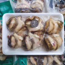 鲜冻香螺肉去内脏海鲜贝玉螺肉海螺肉350克/袋20袋/件
