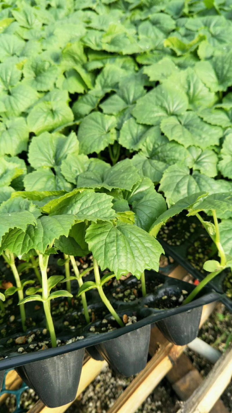 苦瓜苗高产量基地直供量大从优