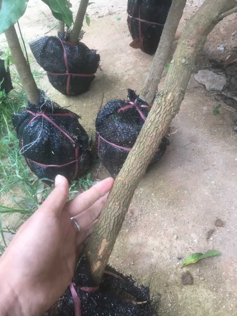 正宗嫁接龙眼桂圆树苗石硖四季龙眼盆地栽果树南北方种植当年